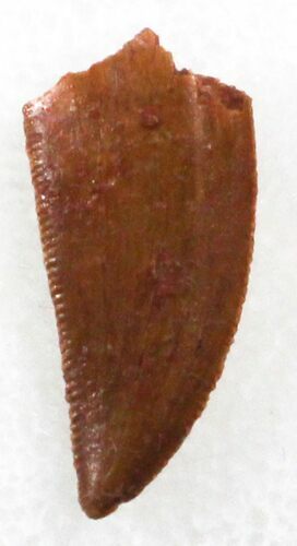 Serrated Raptor Tooth From Morocco - #30865